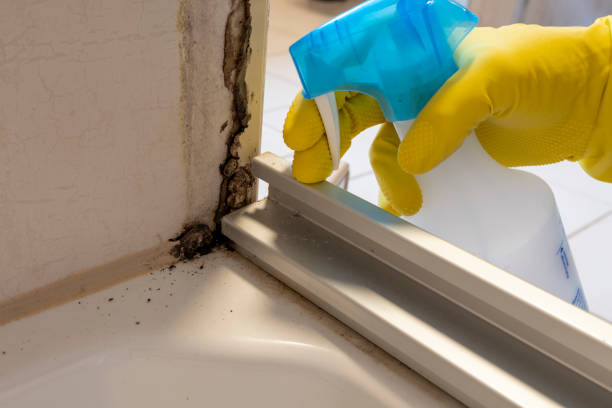 Best White Mold Remediation in Brown Deer, WI