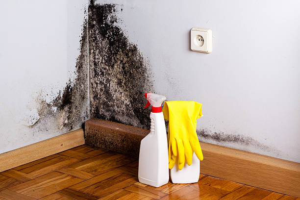 Best Industrial Mold Remediation in Brown Deer, WI