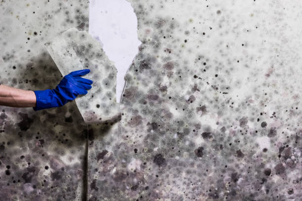 Best Health and Safety Mold Remediation in Brown Deer, WI