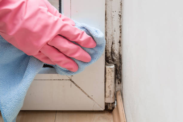 Best Bathroom Mold Remediation in Brown Deer, WI