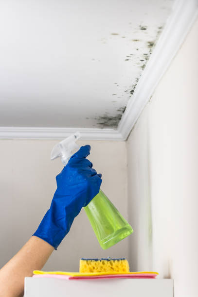 Best Preventive Mold Services in Brown Deer, WI